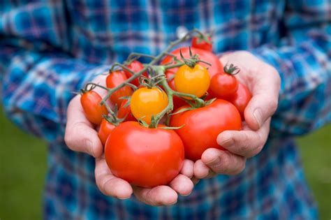Grow Huge Premium Beef Tomato Seeds X 20 Tasty Tomatoes Fast Delivery