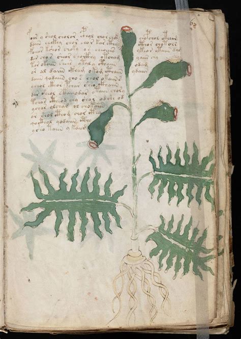 Voynich Manuscript 13 Voynich Manuscript Fauna Illustration