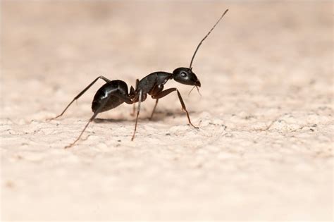 Are Ants Beneficial Insects