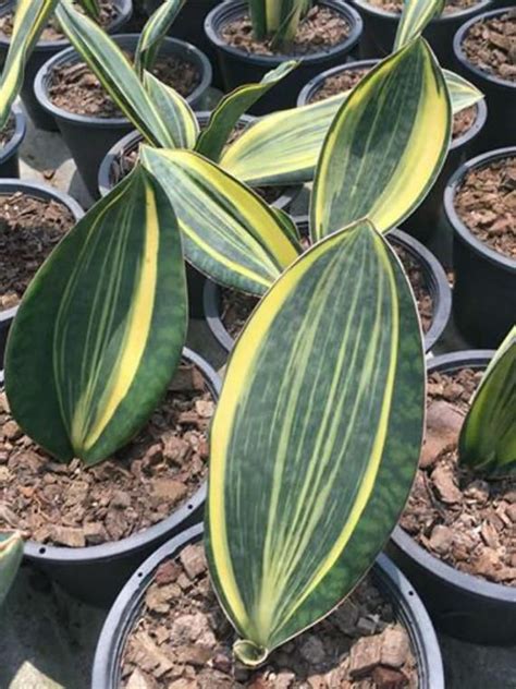 Plant database entry for whale fin snake plant (sansevieria masoniana) with 30 images, one comment, and 24 data details. Variegated whale fin sansevieria | Sansevieria plant ...