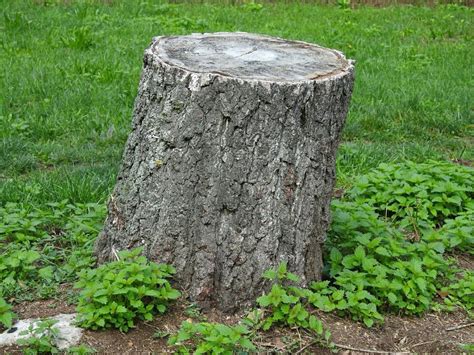 How To Remove An Unsightly Tree Stump From Your Yard Home And Garden