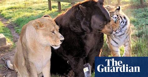 Bear Lion And Tiger Are Best Of Friends After Sharing Traumatic Past