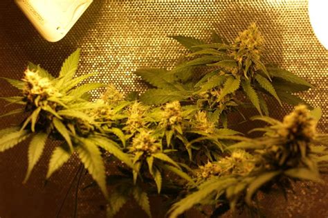 Critical Grow Diary Journal Week6 By Durdu Growdiaries