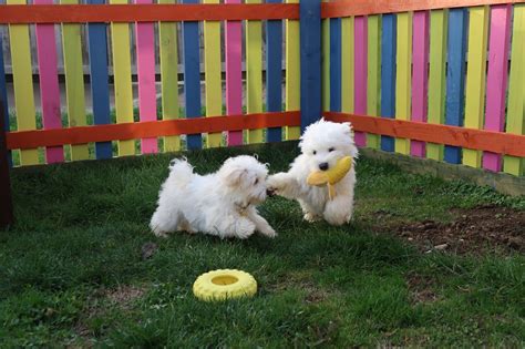 Puppies Have New Puppy Palace To Enjoy Until They Find Their Forever
