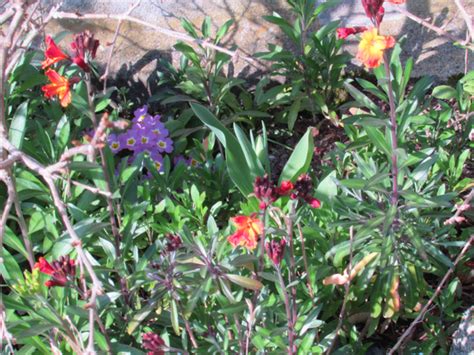DES FLEURS AU JARDIN