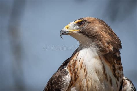 Red Tailed Hawk Stock Image Image Of Profile Face