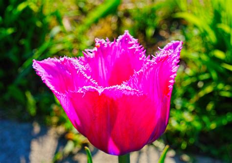 Free Images Nature Blossom Flower Petal Tulip Botany Pink