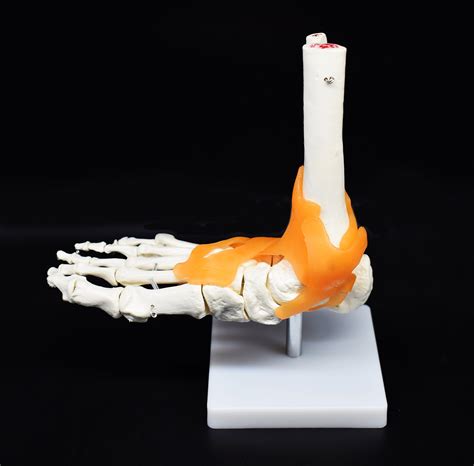Human Foot Skeleton Model With Ligaments Flexible Anatomically
