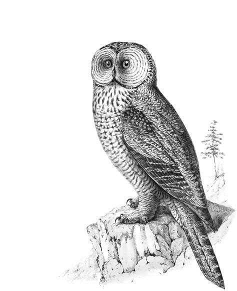 Owl Vintage Sketch Free Stock Photo Public Domain Pictures