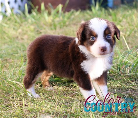 gossip s red tri female 1 color country aussies