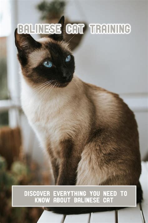 Balinese Cat Training Discover Everything You Need To Know About