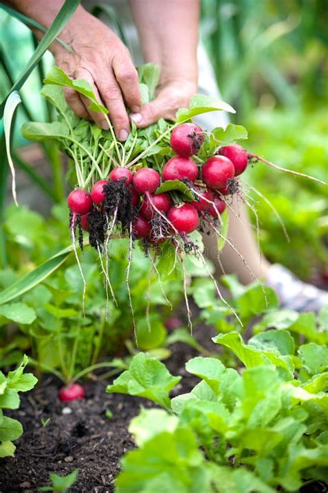 Picking Vegetables Stock Image Image Of Farmers Plant 25033159