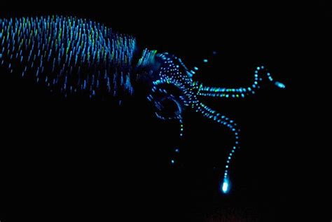 Six Ways To See Bioluminescence In The Worlds Oceans Read More
