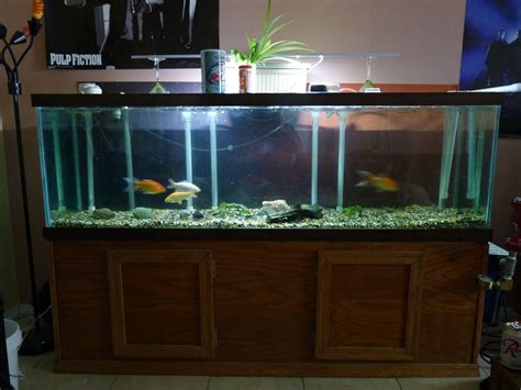 100 Gallons Aquarium Size | 10 gallon fish tank, Fish tank sizes, 100