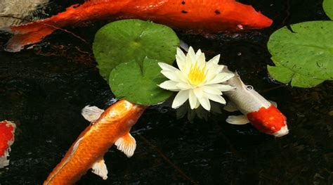 Oct 28, 2016 · t he standing rock sioux tribe has opposed the dakota access pipeline since first learning about plans for the pipeline in 2014. What is a koi pond and should I get one? - AquaReale Pond Blog