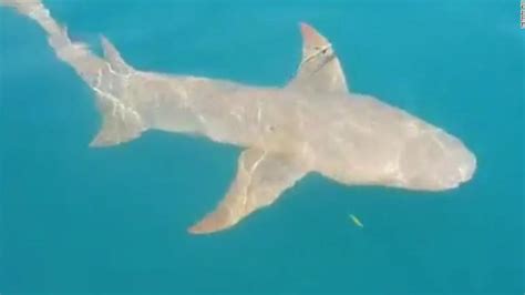Fernandina Beach Florida Reopens Beaches After Two Apparent Shark