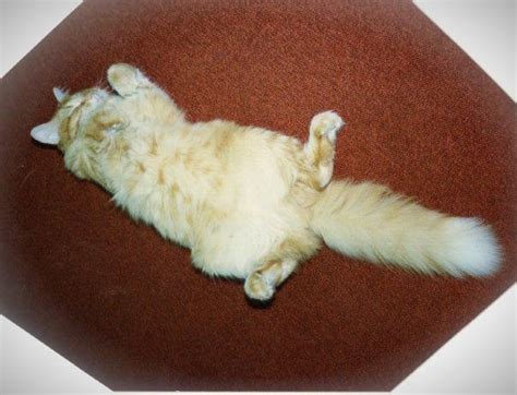The movie, the three lives of thomasina, was an adaptation of the book, thomasina, the cat who thought she was god, by paul gallico. The World's Most Famous Library Cat