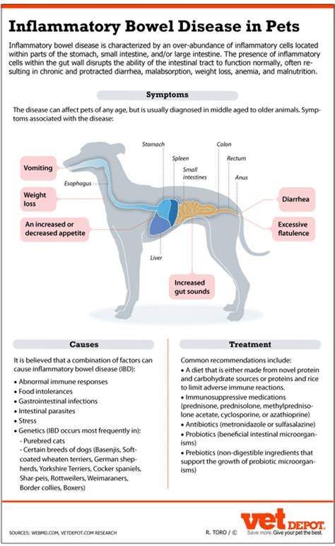 Kidney Kidney Disease In Dogs