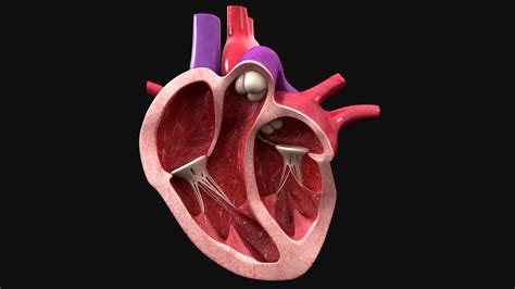 3d Human Heart Cross Section Turbosquid 1645194