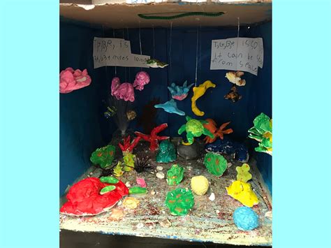 Make A Marine Ecosystem Diorama Challenge Winners Amnh