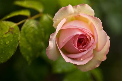 File Pink Rose Flower