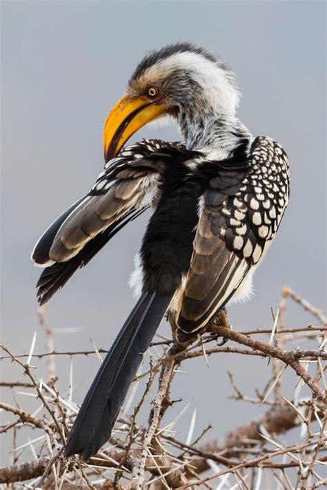 Birds Types Inforyt Bird Species South African Birds Bird Types Riset