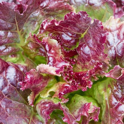 Lettuce Ruby Red Seeds The Seed Collection
