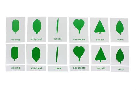 Botany Cabinet Cards Ifit Montessori