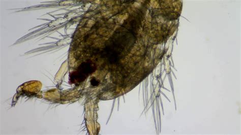 Marine Aquarium Through A Microscope 004 Copepod Youtube