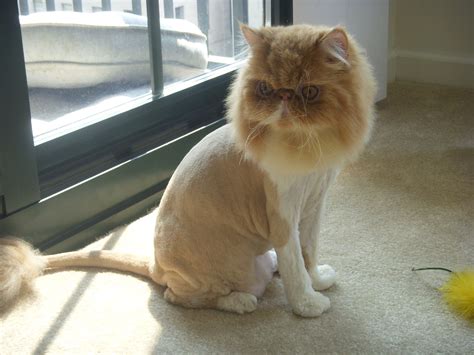Orange Cat With Lion Cut Cat Meme Stock Pictures And Photos