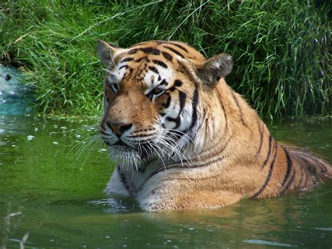 Tiger Bathing Free Stock Photo Freeimages
