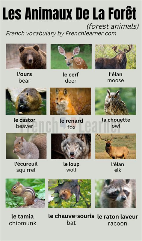 French Animal Names 100 Vocabulary Words With Pictures