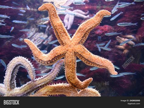 Orange Starfish Image And Photo Free Trial Bigstock