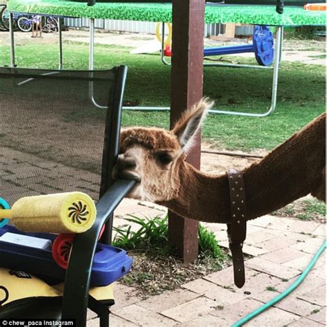Search and view over 200,000 member profiles to find babysitting jobs and nanny jobs. Meet Chew-paca the friendly alpaca who rides in the family ...