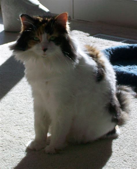 In 2013 from a long. Miss Callie the long-haired calico cat | Calico cat, Cats ...