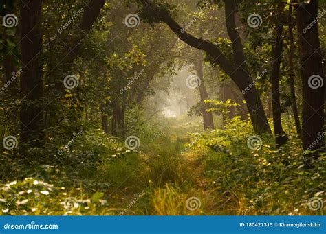 Beautiful Sunlit Path In The Jungle Stock Image Image Of Sunlit