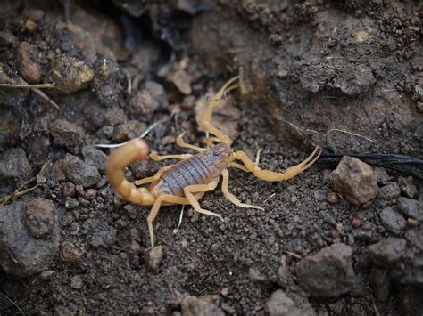 Animal Fact Hub — Indian Red Scorpion