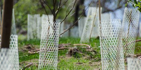 How To Protect Trees And Shrubs From Winter Damage Wallaces Garden