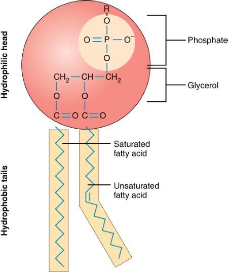 Which Of The Following Options Is Correct A Phospholipid Molecule