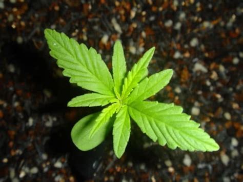It takes time and effort to get. How long does it take to grow marijuana? | Grow Weed Easy