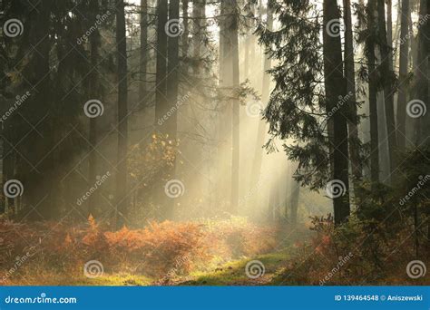 Path Through A Misty Coniferous Forest At Sunrise A Trail Leading