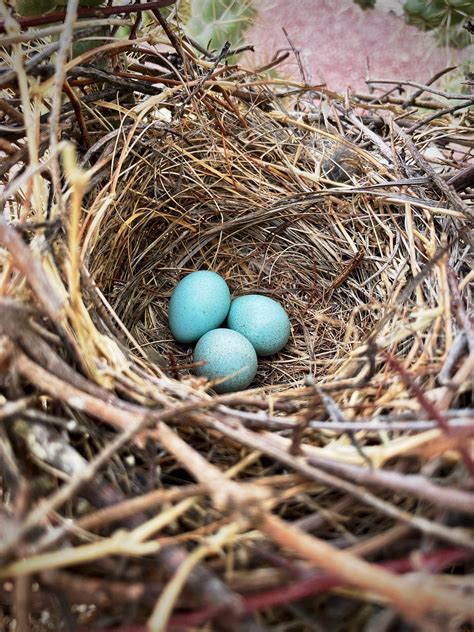 Birds Nest Eggs Blue Free Photo On Pixabay Pixabay