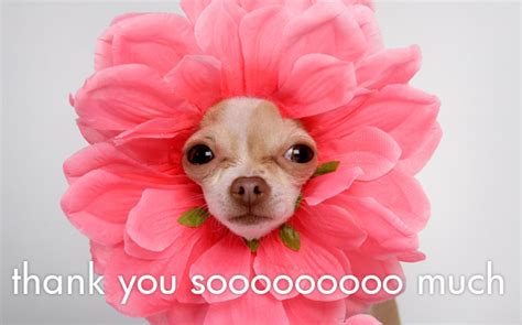 One does not simply say thank you without a meme. thank you images | pictures to help you express your gratitude. Thank you WordPress, I have reach 50,000 page views in my ...