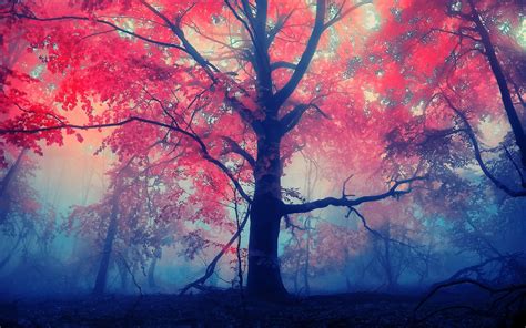 Landscapes Forest Autumn Fall Leaves Fog Wallpaper