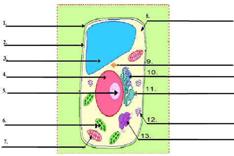 Imagequiz Plant Cell Diagram Quiz In 2020 Plant Cell Vrogue Co