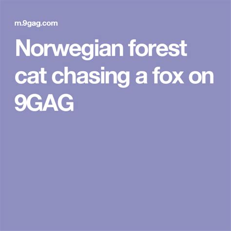 Norwegian Forest Cat Chasing A Fox Forest Cat Norwegian Forest