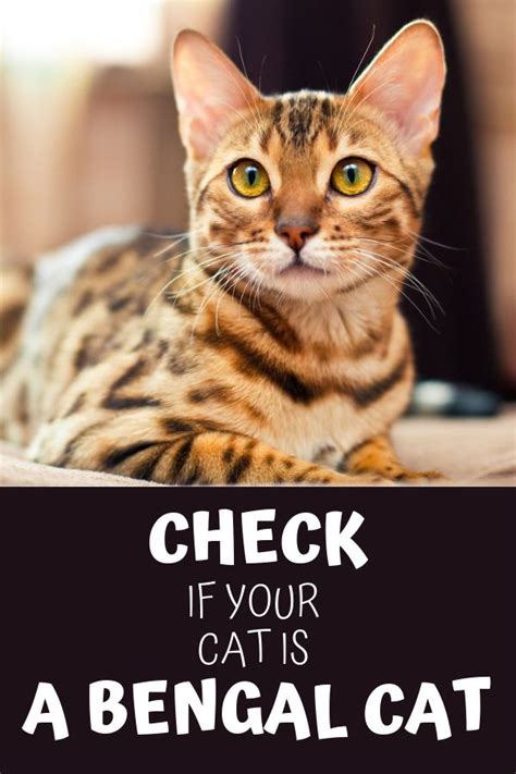 I aslo saw a bengal cat named bonsai, i thought that was pretty cool. 13 Steps to Identify a Bengal Cat (with Examples ...