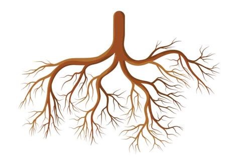 Roots Below Ground Illustrations Royalty Free Vector Graphics And Clip