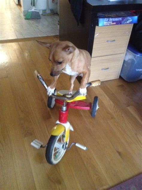 Browse by year, price, and specs. Harley Davidson Kids Tricycle | Collectors Weekly
