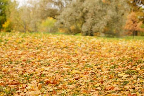 Bright Autumn Leaves On The Ground Stock Image Image Of Ground Brown